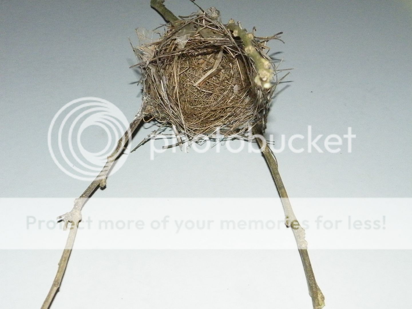 abandoned natural real birds nest petite exquisite in rose of